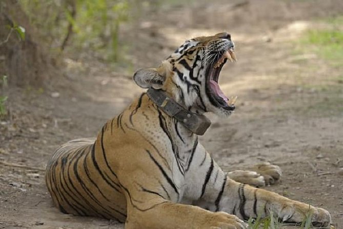 04 Days Ranthambore Tiger Tour With Agra & Jaipur By Car From Delhi - A 4-day North India route that minimizes fuss