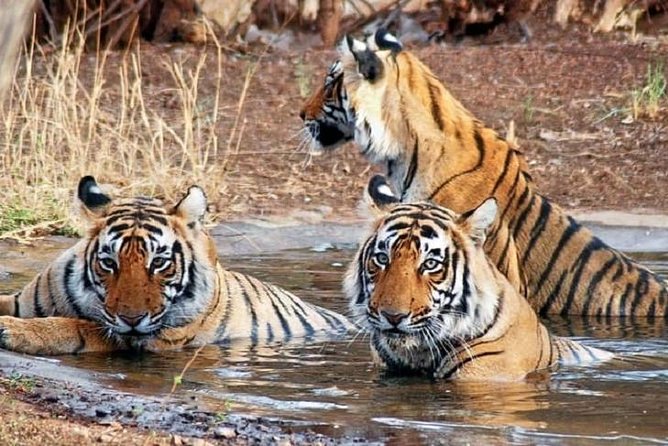 04 Days Ranthambore Tiger Tour With Agra & Jaipur By Car From Delhi - Who this tour is best for