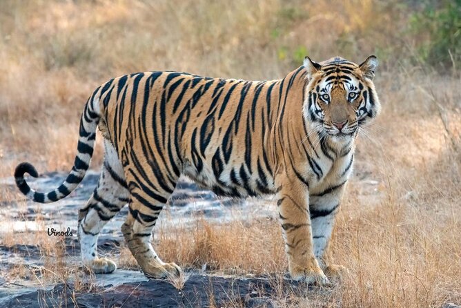 05 Days - Private Luxury Golden Triangle Tour with Ranthambore - Key things to know before you go