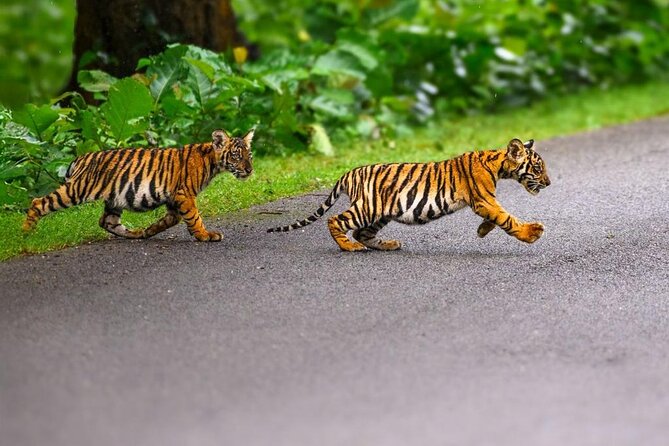 05 Days - Private Luxury Golden Triangle Tour with Ranthambore - Day 3 and 3.5: Ranthambore safaris—two chances at the real thing