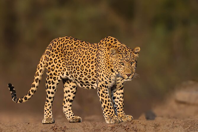 05 Days - Private Luxury Golden Triangle Tour with Ranthambore - Day 5 Jaipur icons: Amber Palace, Hawa Mahal, and Jal Mahal photos