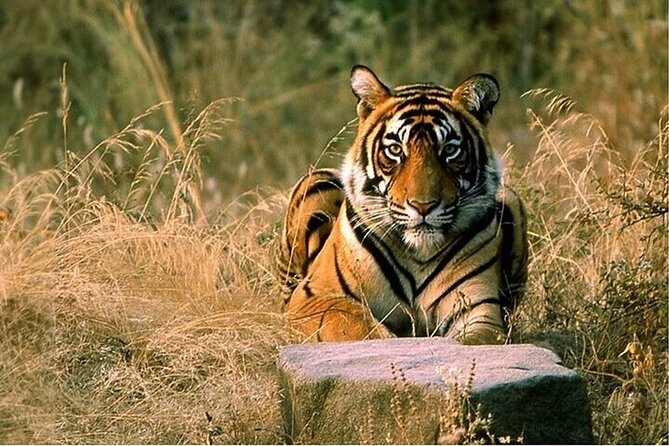 08 Days Golden Triangle Tour with Ranthambore and Jhalana Safari - Key highlights worth knowing before you go