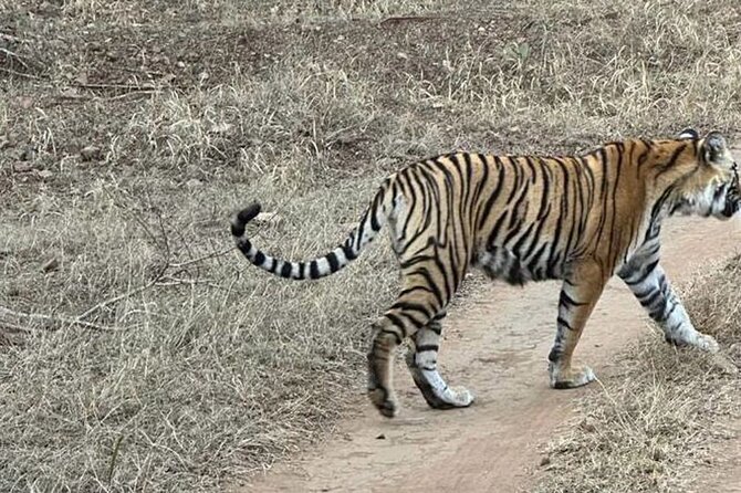 08 Days Golden Triangle Tour with Ranthambore and Jhalana Safari - Jaipur without fatigue: Galta, Birla Mandir, and the first city check-in