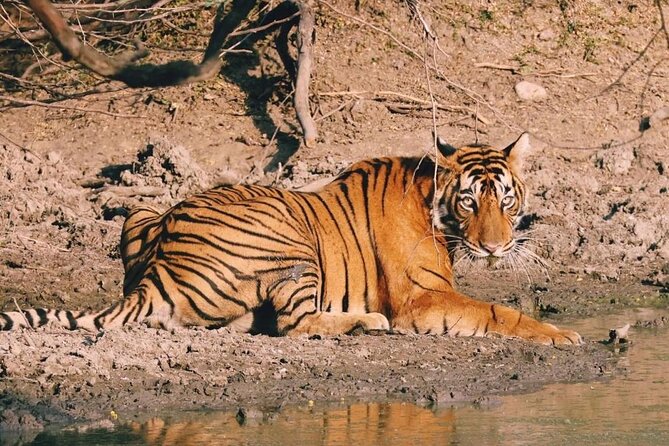 08 Days Golden Triangle Tour with Ranthambore and Jhalana Safari - Delhi in a real order: from Gurudwara Bangla Sahib to Chandni Chowk