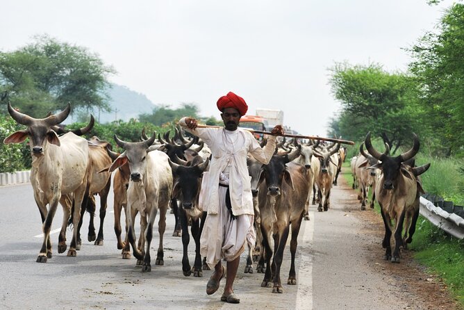 10 Day Colorful Rajasthan Tour with Taj Mahal and Wildlife - Ranthambore National Park: Two Safaris, Two Chances