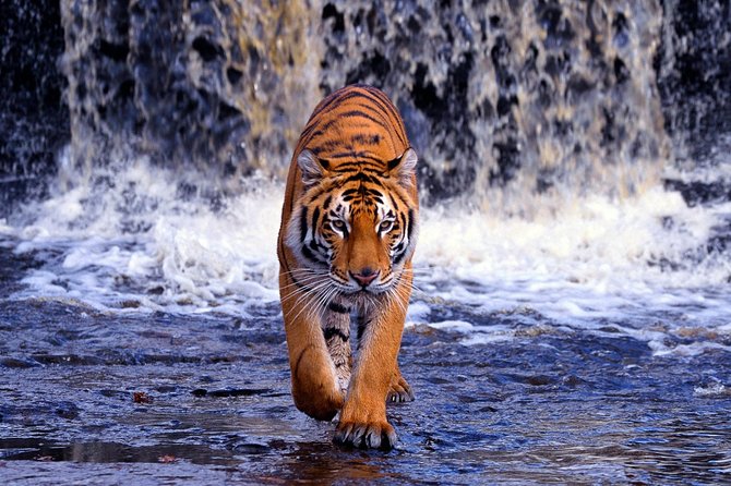 12 Day Classic Rajasthan Tour - Taj Mahal Tigers Lakes & Wildlife - Day 6: Jodhpur to Udaipur With Ranakpur Jain Temple on the Way