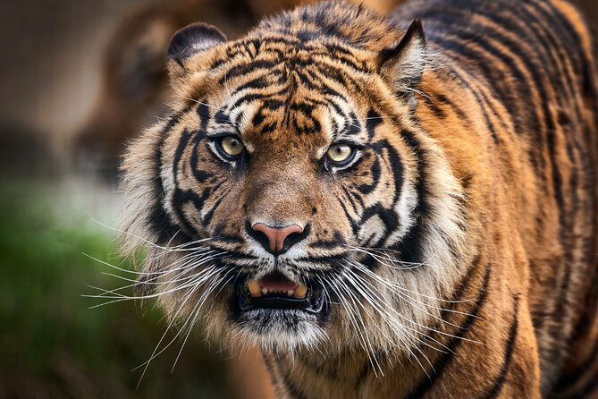 12 Day Royal Rajasthan Tour - Taj Mahal Tigers Lakes & Wildlife - Delhi first: Old Delhi by rickshaw, then iconic capital landmarks