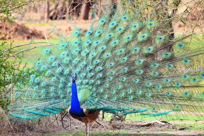 12-Days - Splendors of Golden Triangle & Rajasthan - Delhi on a practical track: Rashtrapati Bhavan, Humayun’s Tomb, and Chandni Chowk