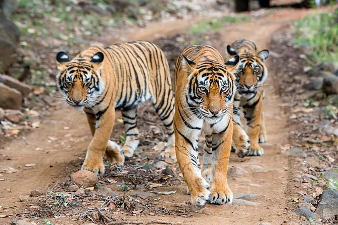 2-Day Ranthambore Safari with Sunrise view of Taj Mahal - Key highlights at a glance
