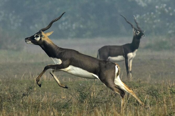2-Day Ranthambore Safari with Sunrise view of Taj Mahal - Getting from Delhi smoothly: private transfers and standout drivers