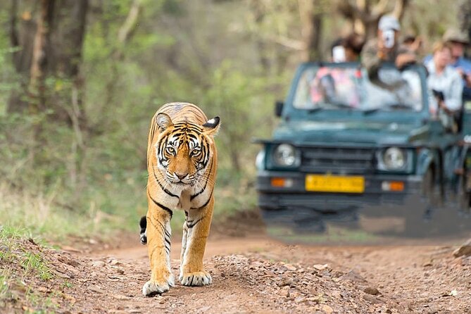 2-Day Ranthambore Safari with Sunrise view of Taj Mahal - Where the tour can feel tight: timing, passport prep, and energy