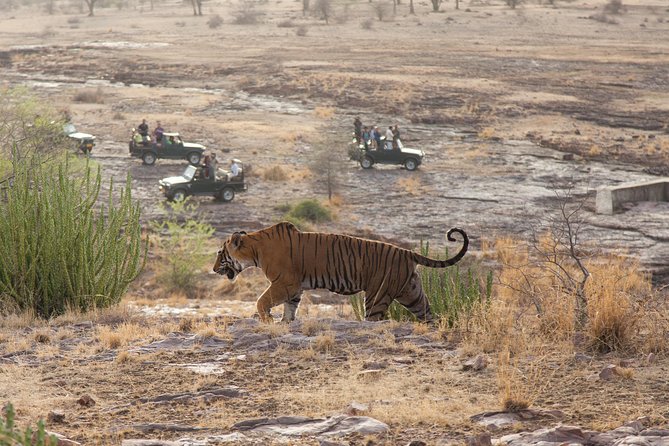 2-Night Private Ranthambore National Park and Wildlife Tour from Delhi - Day 1 in Motion: Delhi to Ranthambore by Air-Conditioned Rail