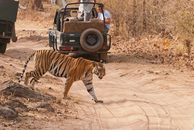 2-Night Private Ranthambore National Park and Wildlife Tour from Delhi - Logistics and the Word Private: What You Might Actually Experience