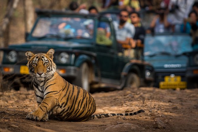2-Night Private Ranthambore National Park and Wildlife Tour from Delhi - Tips That Make Your Safari Days Easier
