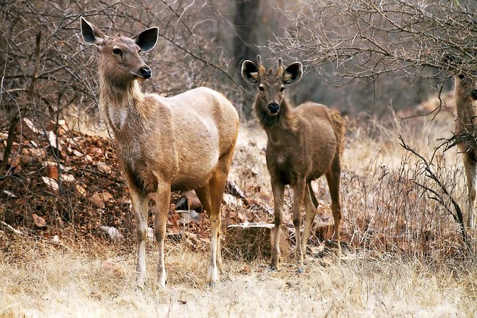 2-Night Private Ranthambore National Park and Wildlife Tour from Delhi - Day 2: The Park Game Drives (Plus a Real Break for Lunch and Recovery)