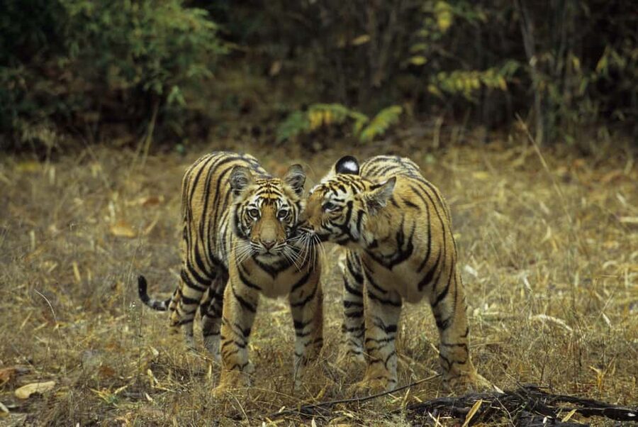 3- Day Jim Corbett National Park Tour - Delhi to Jim Corbett: Private AC Transfer That Sets the Tone