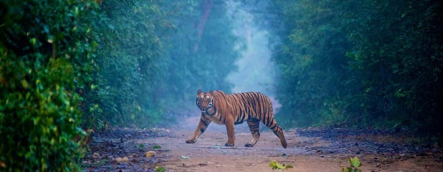 3- Day Jim Corbett National Park Tour - Morning Jungle Safari: Why Early Hours Are Different