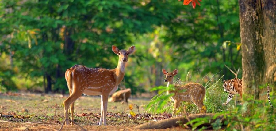 3- Day Jim Corbett National Park Tour - Garjia Devi Temple on the Kosi River: Culture With Real Views