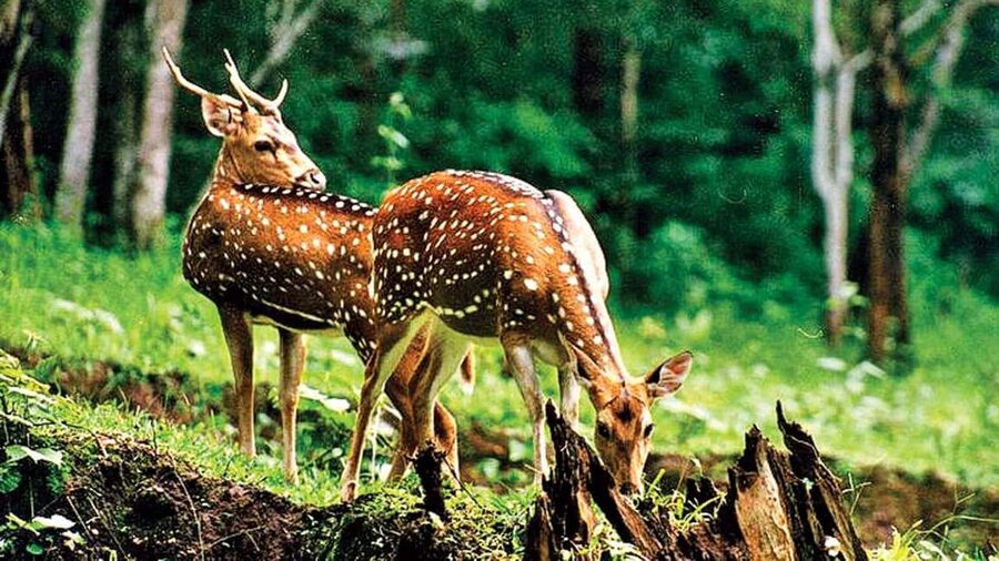 3- Day Jim Corbett National Park Tour - Corbett Falls: A Scenic Pause for Photos and Fresh Air