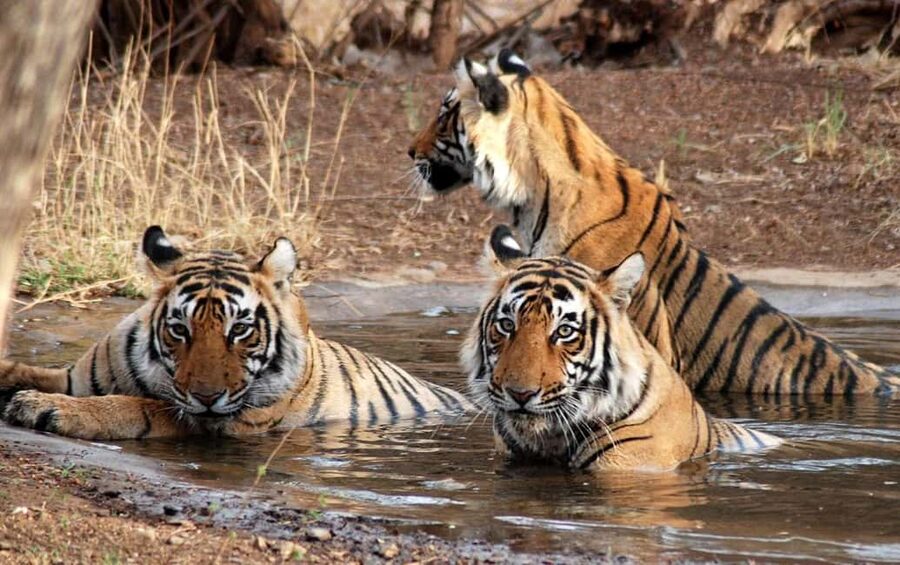 3- Day Jim Corbett National Park Tour - Evening Jungle Safari: First Chance in the Forest