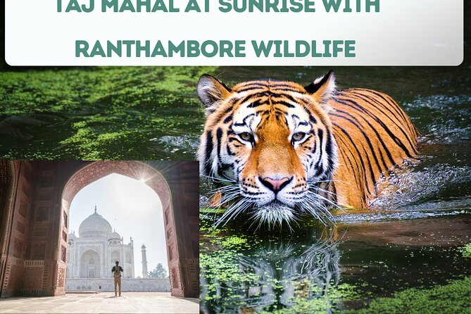 4 Day Golden Triangle Tour with Ranthambore Tiger Tour - Should You Book This 4-Day Golden Triangle Plus Ranthambore?