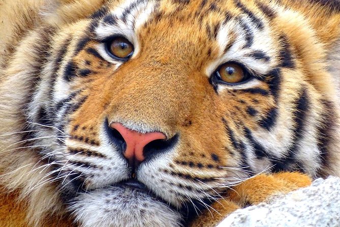 4 Day Golden Triangle with Ranthambore Tiger Safari Tour from Delhi - The real value: guides and drivers who keep the day on track