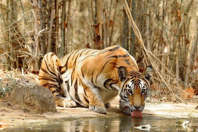 4-Day Private Delhi, Agra & Jaipur with Ranthambore Tiger Safari - Day 2 Sunrise Taj Mahal and Agra Fort: The Best Morning of the Trip
