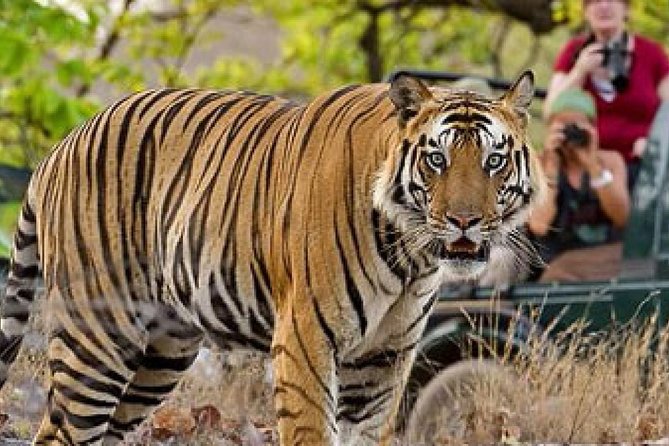 4-Day Private Delhi, Agra & Jaipur with Ranthambore Tiger Safari - Day 2 Into Ranthambore: A Long Transfer That Sets Up Your Safari Morning