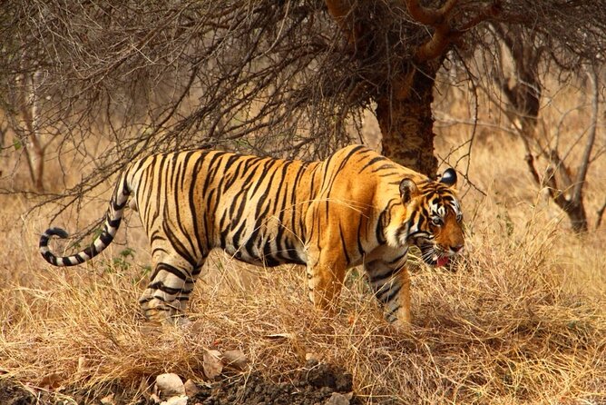 4-Day Private Ranthambhore Tiger Tour Including Delhi, Agra and Jaipur - Delhi’s UNESCO stops: Humayun’s Tomb, Qutub Minar, and Lotus Temple calm