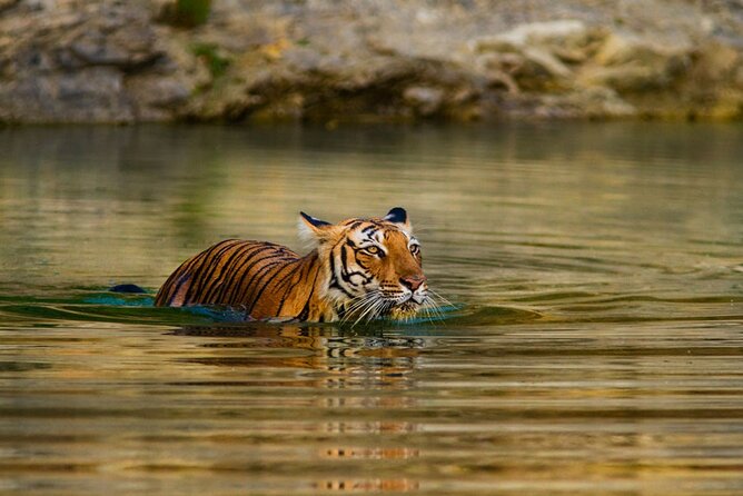 4-Day Private Ranthambhore Tiger Tour Including Delhi, Agra and Jaipur - Ranthambore National Park: two safari shots, one mission