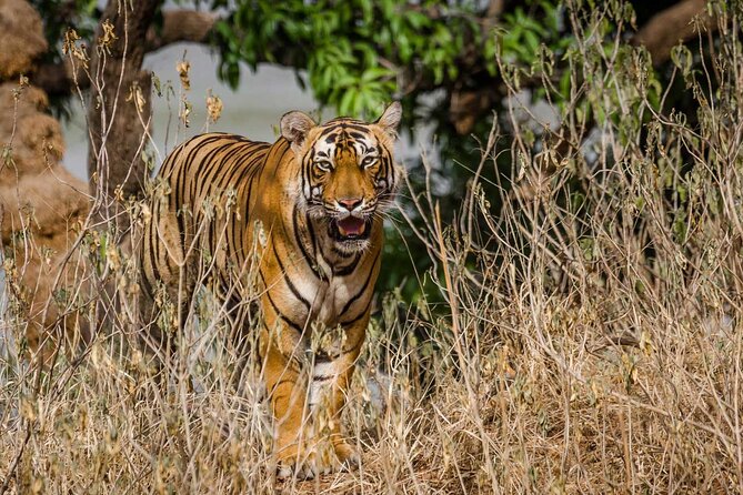 4-Day Private Ranthambhore Tiger Tour Including Delhi, Agra and Jaipur - Price and value: what you’re really paying for