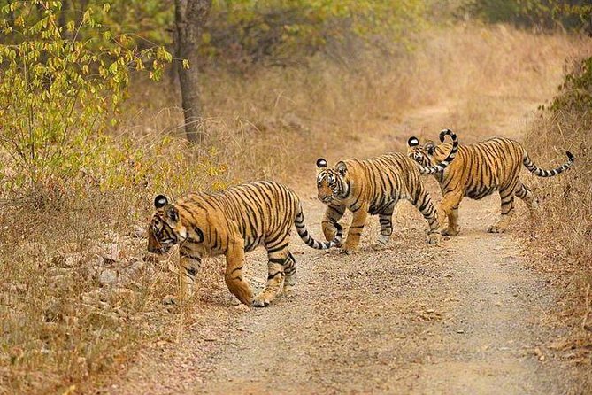 4-Day Ranthambore Tiger Safari Tour to Agra and Jaipur from Delhi - Practical tips so your days run smoothly