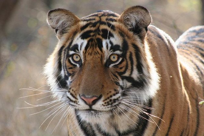 4-Day Ranthambore Tiger Safari Tour to Agra and Jaipur from Delhi - Agra before breakfast: Taj Mahal sunrise and Agra Fort power walls