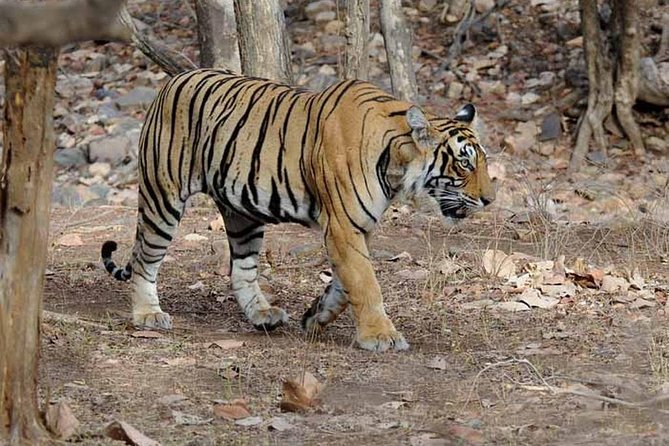 4 Days Golden Triangle Tour with Ranthambore from Delhi - Should you book this 4-day Golden Triangle plus Ranthambore?