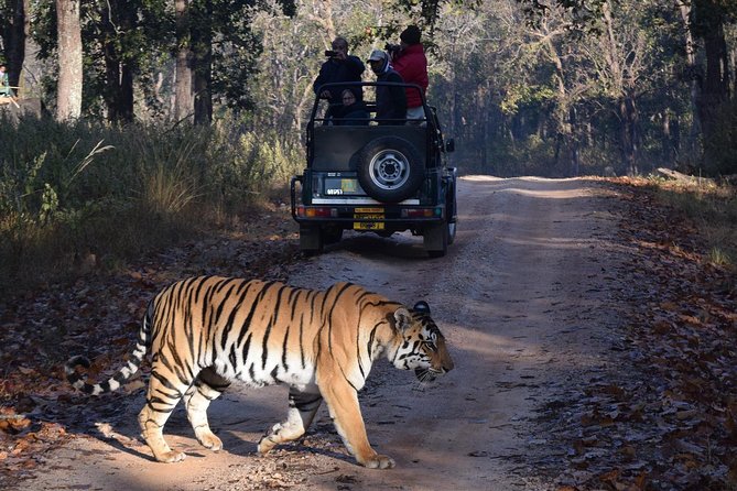 4 Days Golden Triangle Tour with Ranthambore from Delhi - Ranthambore National Park safari day: wildlife time before the heat