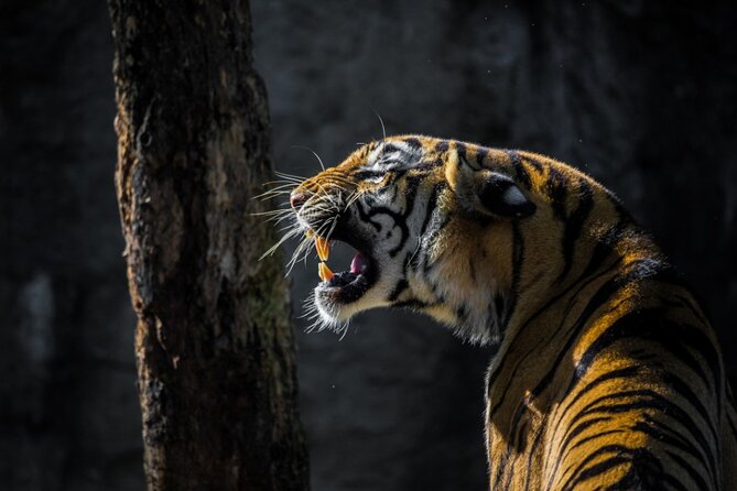 4-Days Golden Triangle Tour with Ranthambore Safari from Delhi - Key highlights worth planning around