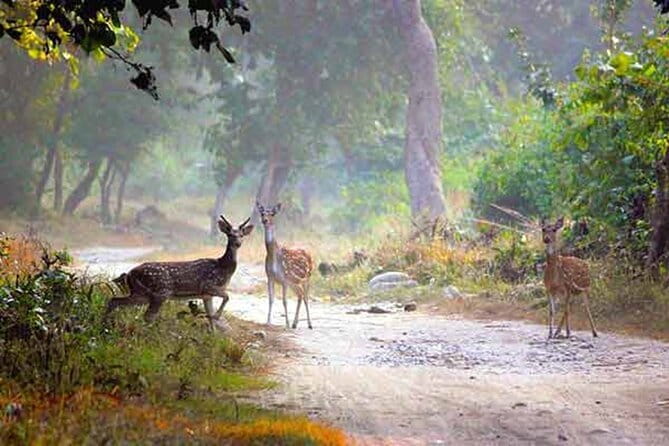 5-Day Golden Triangle Delhi Agra Jaipur Tour with Leopard Safari - Budget Reality Check: Admissions, Meals, and Comfort