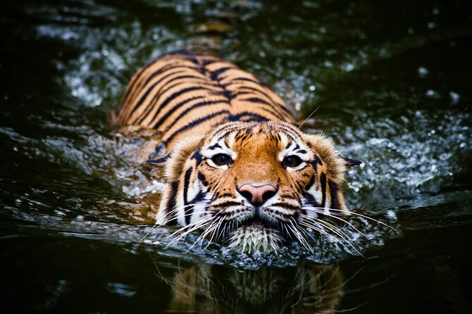 5 Day Golden Triangle with Ranthambore Tigers-Taj Sunrise/Sunset - Day 1 in Delhi: Old Delhi flavor and landmark photos