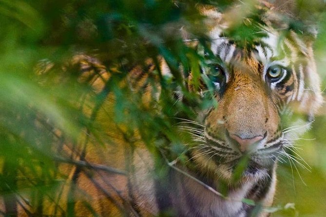 5 Days Golden Triangle Tour and Ranthambore Wildlife Safari - Day 1 in Delhi: Qutub Minar, Humayun’s Tomb, and a Fast Track to Agra