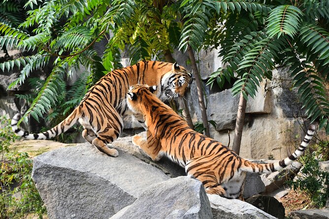 5 Days Golden Triangle Tour with Ranthambore(Delhi Agra Jaipur Ranthambore Tour) - Day 3 in Ranthambore: Morning jeep/canter safari for tigers and more