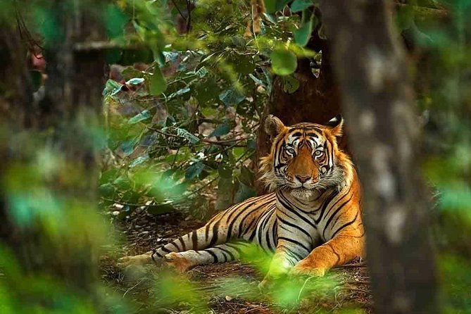 5 Days Golden Triangle Tour with Ranthambore Tiger Safari - How the Trip Flows Day-to-Day (So You Can Plan Your Energy)