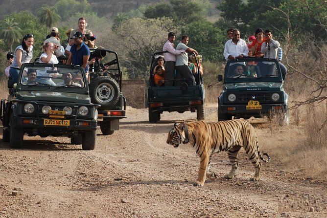 5 Days Golden Triangle Tour with Ranthambore Tiger Safari - Ranthambore National Park: Morning Game Drive and the Reality of Safari Time