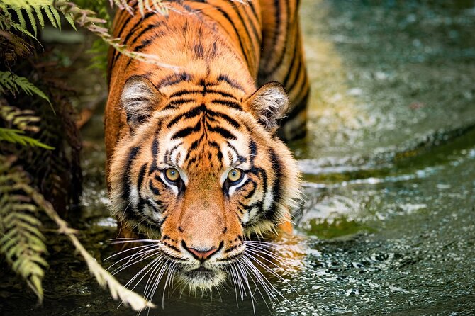 5 Days Golden Triangle with Ranthambore (Delhi Agra Jaipur Ranthambore Tour) - Golden Triangle Plus Ranthambore: What This 5-Day Mix Really Delivers