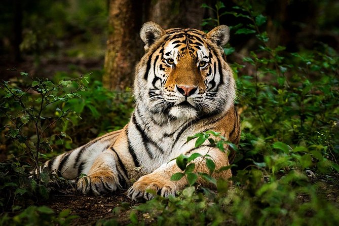 5 Nights 6 Days Private Golden Triangle Tour with Ranthambore - The Golden Triangle Circuit, Plus Ranthambore: The Big Idea