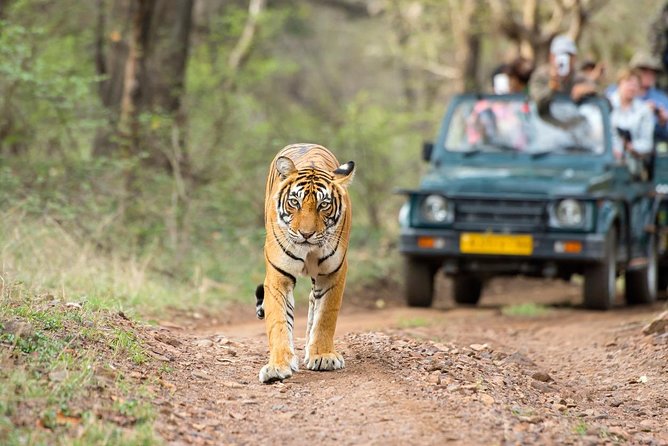 6 Day Golden Triangle with Ranthambore - Taj Mahal Sunset/Sunrise - Day 6 back to Delhi: A smooth finish with drop-off options