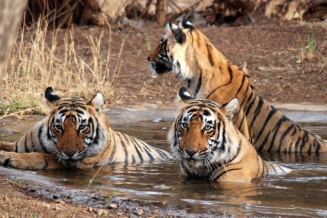 6 Days Golden Triangle Tour with Ranthambore: Delhi Agra Jaipur Ranthambore Tour - Day 1 in Delhi: Qutub Minar, Red Fort, and Jama Masjid areas