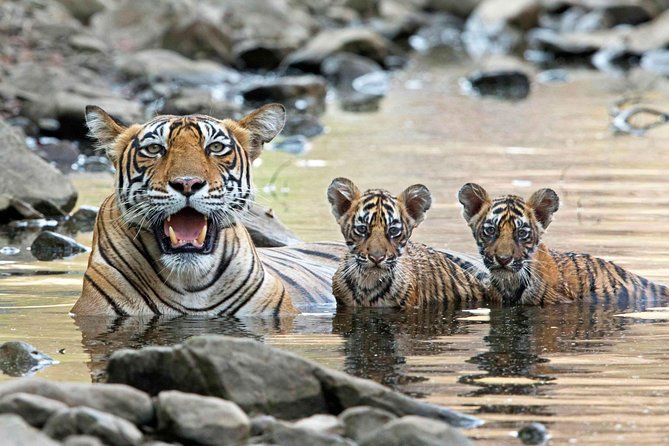 6 Days Golden Triangle Tour with Ranthambore: Delhi Agra Jaipur Ranthambore Tour - Service and guides: why communication matters on this route