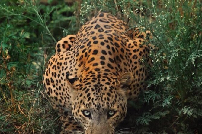 6-Days Golden Triangle Tour With Ranthambore & Jhalana Safari - Key Things I’d Focus On Before Booking
