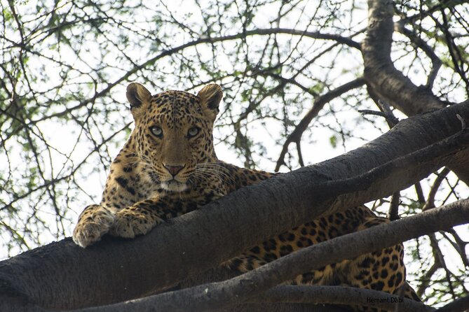 6-Days Golden Triangle Tour With Ranthambore & Jhalana Safari - The 6-Day Flow That Keeps the Golden Triangle from Feeling Like a Grind