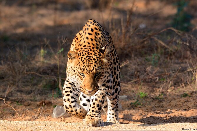 6-Days Golden Triangle Tour With Ranthambore & Jhalana Safari - Delhi Highlights: Big Names, Real Variety, and a Tangle-Free Route